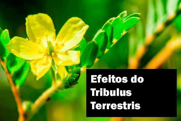 Tribulus Terrestris 500 mg: como tomar?